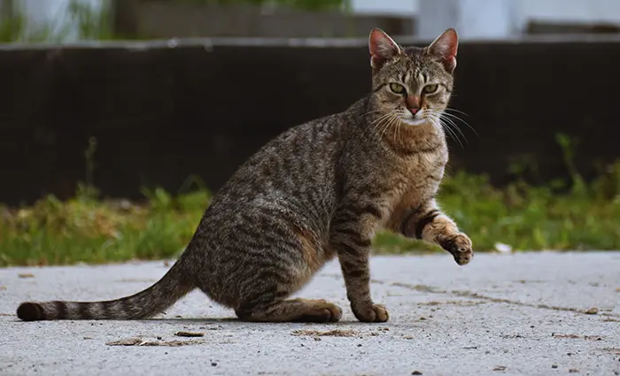 گربه-خیابان