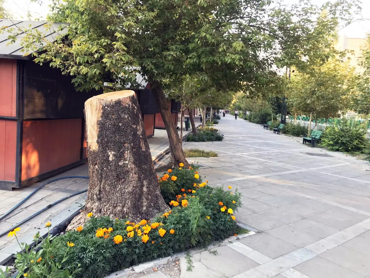 درخت-شهر۲