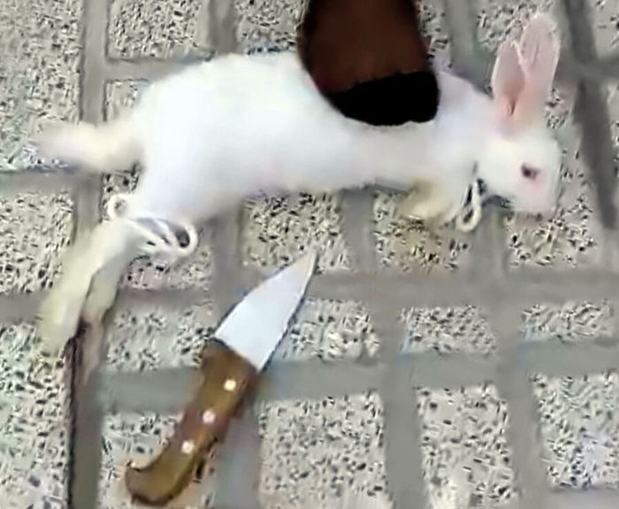 حیوان کشی به سبک دختران! / پشت پرده سلاخی ها چه بود؟ + تصاویر (+۱۶) 