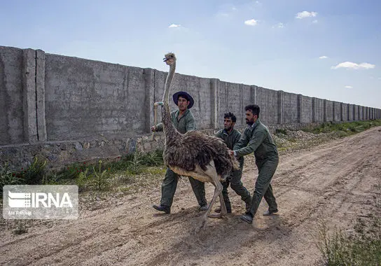 پرورش-شترمرغ (14)