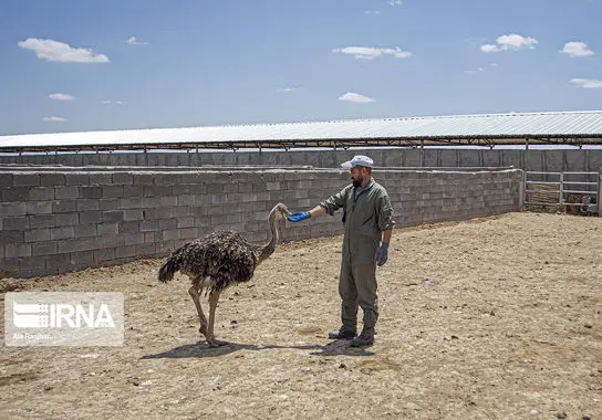 پرورش-شترمرغ (17)