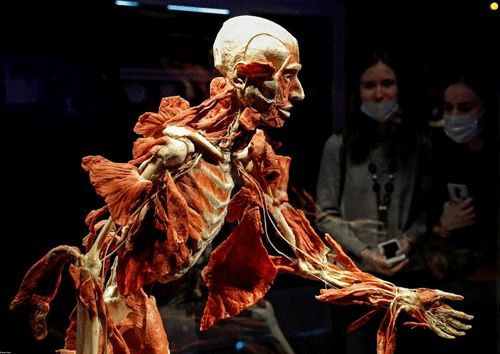 نمایشگاه اجساد واقعی حاشیه ساز شد / تصاویر+۱۳