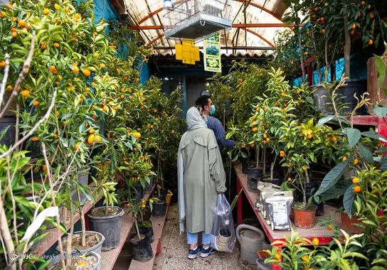 بازار-گل (32)