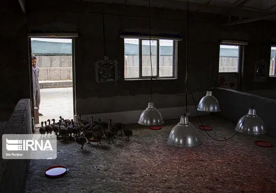 پرورش-شترمرغ (11)