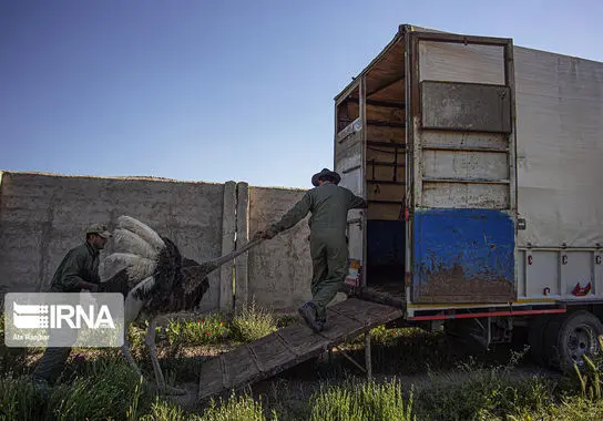 پرورش-شترمرغ (3)