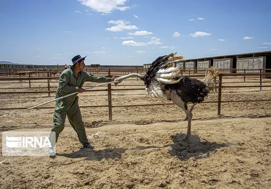 پرورش-شترمرغ (13)