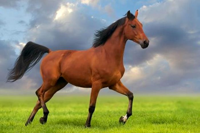 هرآنچه باید درباره انواع نژاد اسب بدانیم + تصاویر