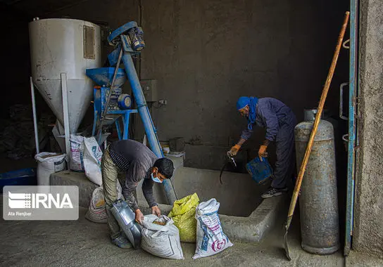 پرورش-شترمرغ (6)