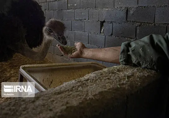 پرورش-شترمرغ (16)