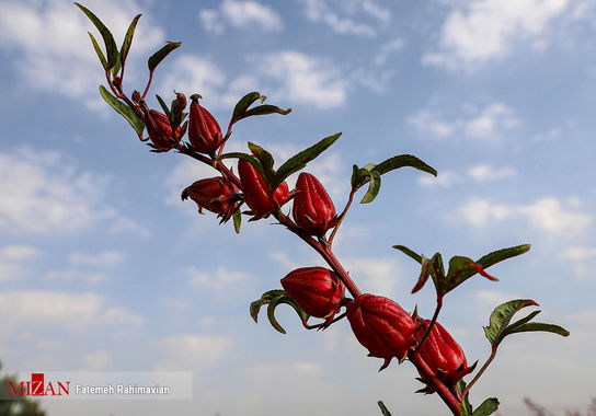 چای-ترش (31)